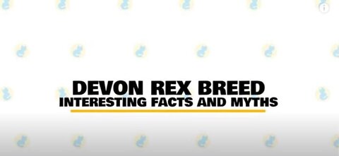 Devon Rex Cats; Fun Facts & Myths