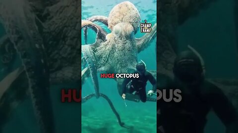 The Guys talk "My Octopus Teacher" #shorts
