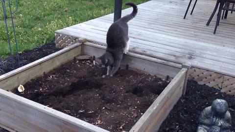 A Cat Pretends To Be A Little Gardener