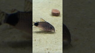 RARE Corydoras caudimaculatus Tailspot Cory