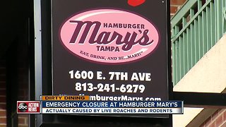 Dirty Dining: Hamburger Mary's in Ybor City temporarily closes for live roaches & rodents in kitchen