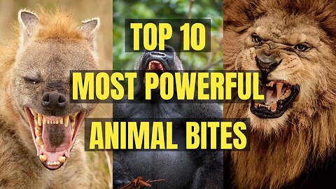 Top 10 Most Powerful Animal Bites In The World