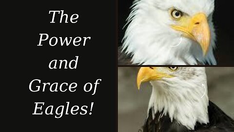 Majestic Raptors | The Power and Grace of Eagles!