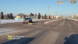 Coyote follows the rules, uses crosswalk to get across road