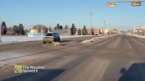 Coyote follows the rules, uses crosswalk to get across road