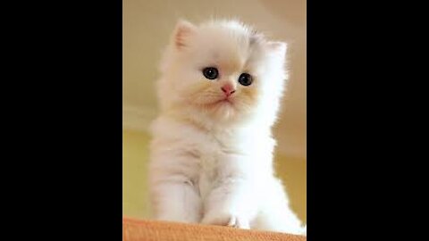 Parrot enjoying and playing with cat