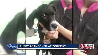 Puppy abandoned by man at Lake Zorinsky