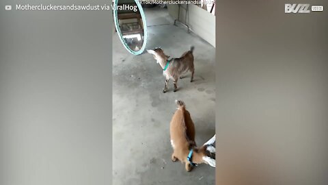 Cette chèvre attaque son propre reflet