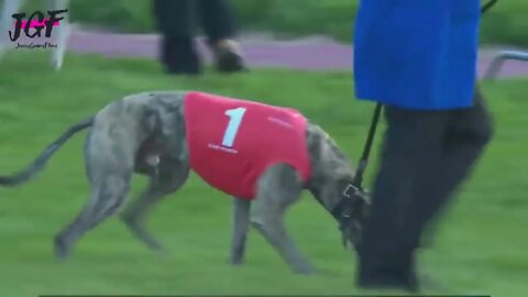 Greyhound dog racing - Track race 480m