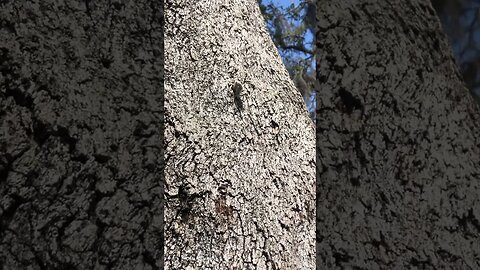 One inch at a time to climb this tree #tree #inchworm #bonus #bug