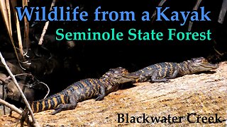 Blackwater Creek Wildlife: Kayaking in the Seminole Forest