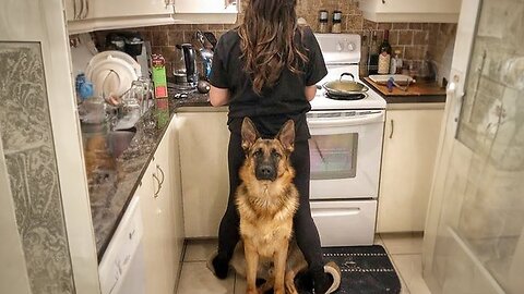 When Your Dog Becomes a Trusted Bodyguard - Cute Moments Dog and Human
