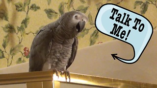 Einstein the Parrot wants you to talk to him