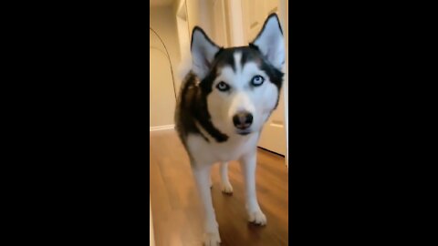 Playing squid game with a husky