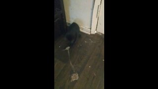 Cat catches mouse,so it seems?.