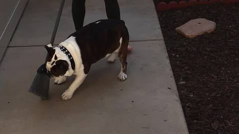 Bulldog hates brooms, refuses to let owner sweep