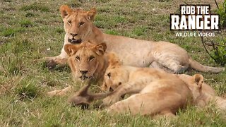 Lions With A Mongoose | Maasai Mara Safari | Zebra Plains