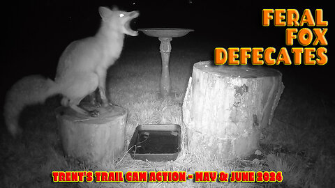 Trents Trail Cam Action - May & June 2024