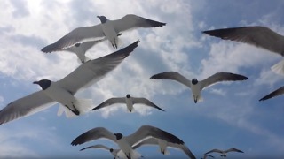 Little girl plays with seagulls at the beach