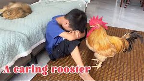 How do the rooster and the cat react when I'm unhappy and cryingFunny and lovely animal video