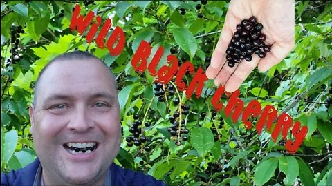 Wild Black Cherry Tree - Can we eat the fruit?