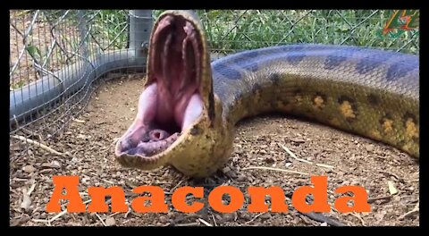 Anaconda - Nat Geo animals Documentary HD 2021