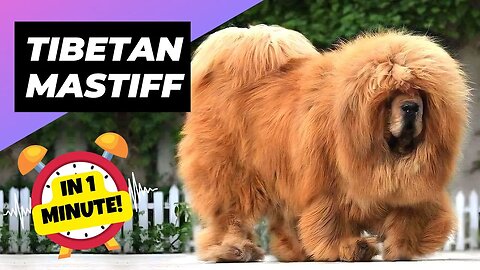 Tibetan Mastiff - In 1 Minute! 🐶 The King of Fluffy Giants! | 1 Minute Animals