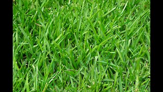 How To Get Rid Of Lawn Weeds Naturally?