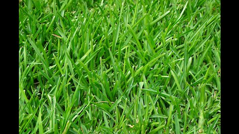 How To Get Rid Of Lawn Weeds Naturally?