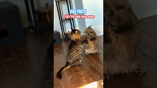 HARDCORE Cats Fist Fight! 🙀 #cats#animals#fights#funny