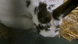Mini Rex Bunny giving birth to baby kits rabbits