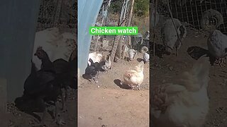 Farm cam. Chicken watch