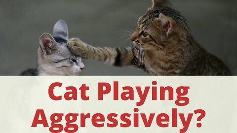 8 Don't Play Aggressive Games With Cats. Cat Too Aggressive When Playing? It's Probably Your Fault.