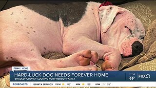 Local rescue now caring for neglected dog named "Bradley Cooper"