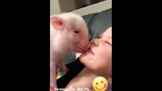 Baby Mini Pig Covers Little Girl In Kisses