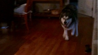 Malamute sprinting with joy for happy hour