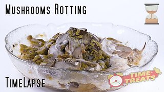 Mushrooms rotting satisfying video - Time lapse Video Time Treats