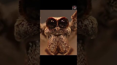 The Ogre-Faced Spider #shorts #amazingfacts #spider