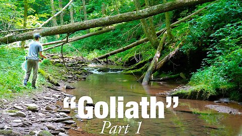 I Found a Creek FULL of BIG Brook Trout! (GOLIATH pt. 1)