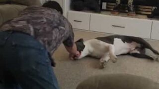 Dog loves to be dragged across the floor by owner