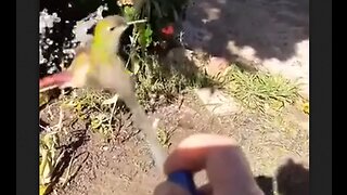 Hummingbird Takes A Shower In The Hose Stream - HaloRock