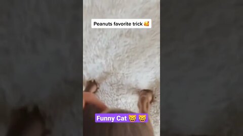 cute animals||puppy videos||Funny puppy videos||american shorthair||#GigoX#Animals#Shorts#Tiktok