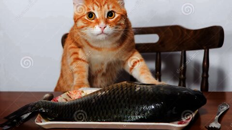 Cats React to Funny Fish - Funny Cat and Fish Reaction