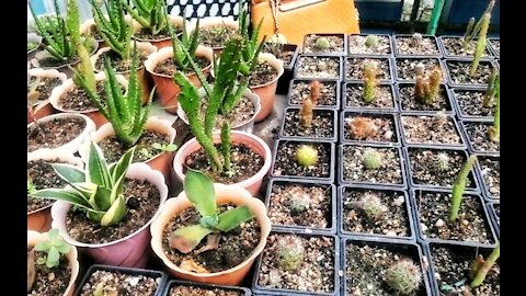 🌵Cactus Market in Barishal, Bangladeshi