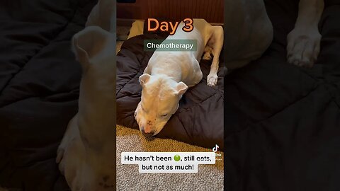 Chemotherapy Day 3, what to expect. #chemotherapy #dog #melphalan