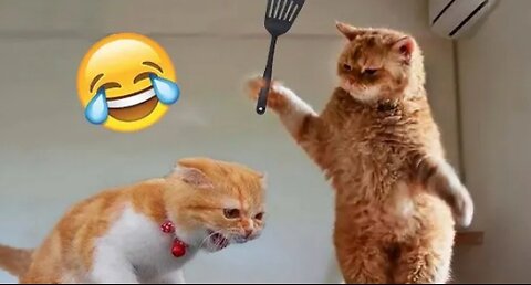 Funniest Animals 2024 New funny cats & dogs videos😍