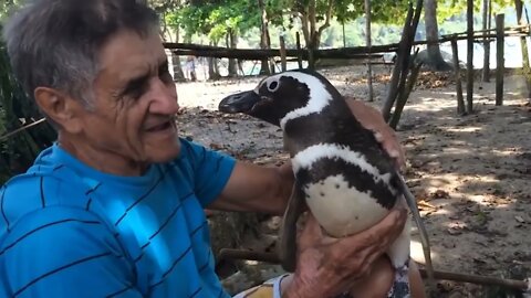 Jinjing the Penguin swims 5000 miles every year to visit Joao the man who saved him #penguin #animal