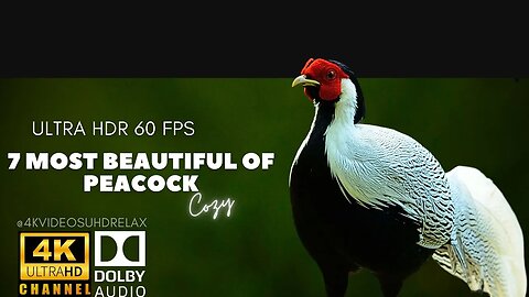 7 Most Beautiful Of Peacock 4K Ultra HD - beautiful peacock 🦚 video (480p) #shorts #peacock #cute
