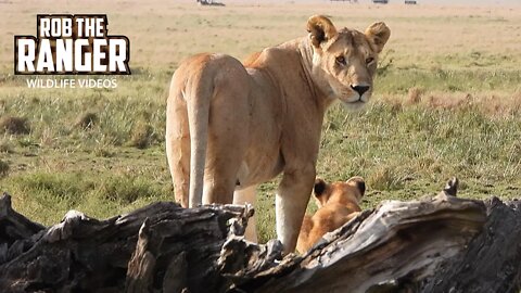 Marsh Lion Pride With Cute Cubs | Maasai Mara Safari | Zebra Plains