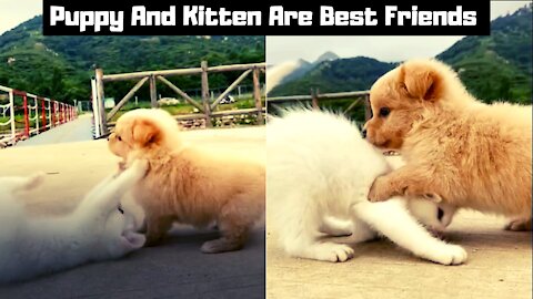 Puppy And Kitten Are Best Friends